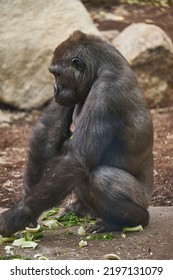 Male Gorilla Siting And Eating Salat