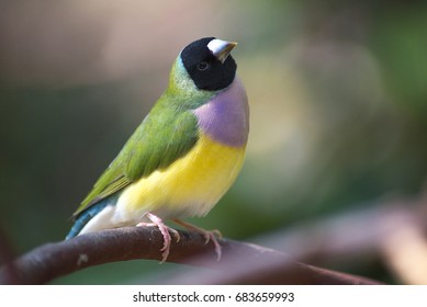 Male Gouldian Finch Portrait On Perch Stock Photo 683659993 | Shutterstock