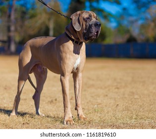 Male Great Dane Brown Coat Standing Stock Photo 1161819610 