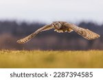male great horned owl (Bubo virginianus), also known as the tiger owl has a low overflight