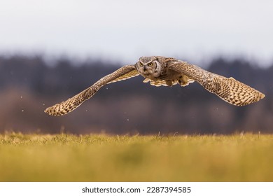 male great horned owl (Bubo virginianus), also known as the tiger owl has a low overflight - Shutterstock ID 2287394585
