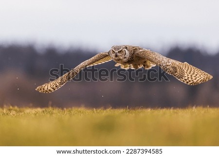 male great horned owl (Bubo virginianus), also known as the tiger owl has a low overflight