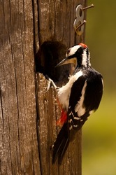 Male Great Spotted Woodpecker Dendrocopos Major Thanneri In Its Nest On A Wooden Post Marked With A Number. Gran Canaria. Canary Islands. Spain.