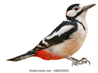 Male Great Spotted Woodpecker (Dendrocopos Major), Isolated, With White  Background