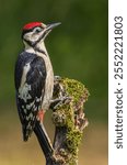 a male great spotted woodpecker with its eyes closed