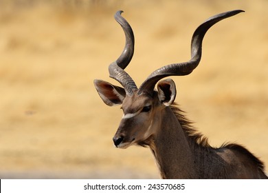 Male Greater Kudu