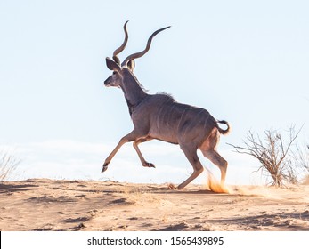 Male Greater Kudu Running On A Dune.