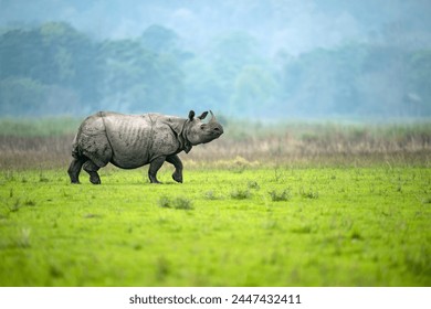 A male greater one-horned rhino walks in an alert manner in a meadow at Burapahar range of Kaziranga National Park, Assam, India - Powered by Shutterstock