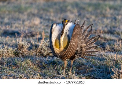 Male Greater Sagegrouse Mating Courtship Ritual Stock Photo (Edit Now ...