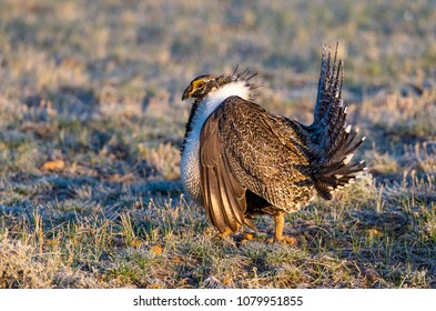 Male Greater Sagegrouse Mating Courtship Ritual Stock Photo (Edit Now ...