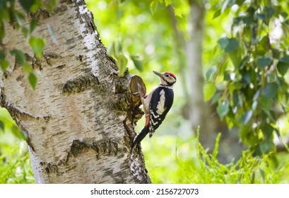 Male greater spotted woodpecker, Dendrocopos major, on a silver birch tree in UK woodland