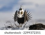 Male Greater-sage grouse (sage hen) (Centrocercus urophasianus) calls for the ladies from his snow-covered sagebrush lek with his spectacular breeding display in the Eastern Idaho plains.  