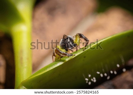 Image, Stock Photo Curious Burleigh Heads