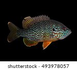 Male Green Sunfish (Lepomis cyanellus) Pumpkinseed (Lepomis gibbosus) Hybrid Isolated on a Black Background