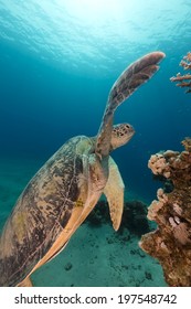 Male green turtle in the Red Sea