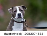 A male grey colored Pitbull or Blue Nose Pitbull dog with a black collar sitting on a trail. The muscular purebred dog is sitting and looking forward attentively.  A green forest is in the background.