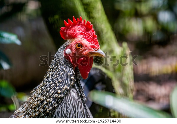 Male Grey Junglefowl Gallus Sonneratii One Stock Photo 1925714480 ...