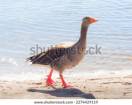 a male greylag goose on a lake shore in the summer sunshine
