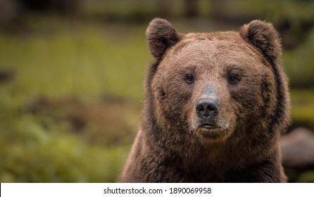 Male Grizzly Bear Close Up Shot