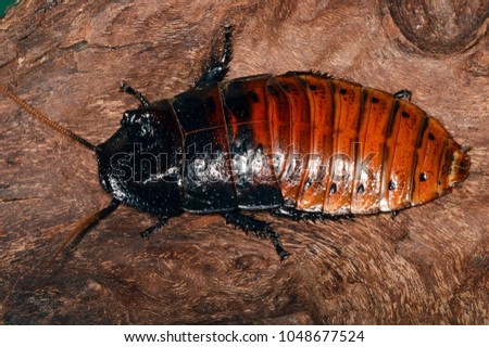 Male of Gromphadorhina portentosa (the hissing cockroach), one of the largest species of cockroach. They are native to the island of Madagascar
