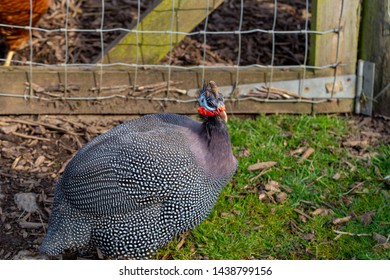 571 Male Guinea Fowl Images, Stock Photos & Vectors 