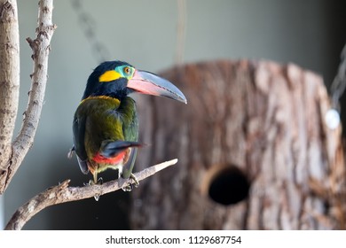 Toucanet High Res Stock Images Shutterstock