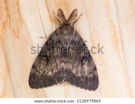 Male gypsy moth butterfly (Lymantria dispar) top view, close-up. Lymantria dispar, the gypsy moth, is a species of moth in the family Erebidae
