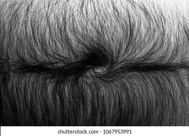 Male Hairy Stomach