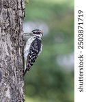 Male Hairy Woodpecker on a tree with a snack 