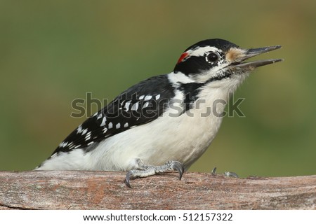 Similar – Image, Stock Photo Great Spotted Woodpecker