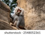 A male hamadryas baboon (Papio hamadryas) sitting on a rock looking into the camera