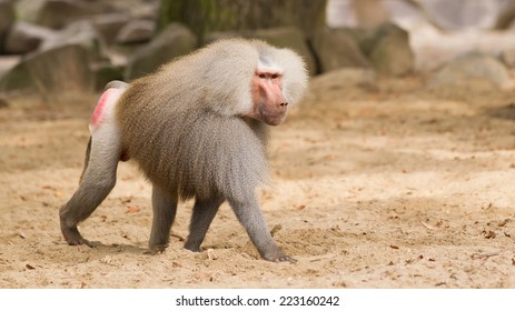 Male hamadryas baboon is walking on the ground
