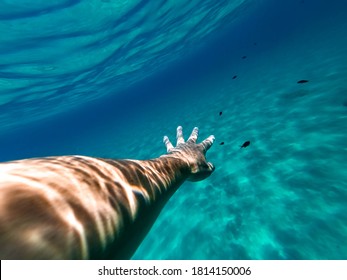 Male Hand And Arm Reaching Out For A Damsel Fish While Diving In Clear Blue Turquoise Water.