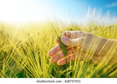 Male Hand In Barley Field, Responsible Farming And Dedicated Agricultural Production, Crop Protection And Growth Control, Selective Focus.