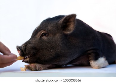 Male hand feeding baby pig / Vietnamese Pot-bellied Piglet. Copy space