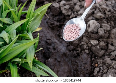 Male Hand Giving Urea Plant Fertilizer On Ground