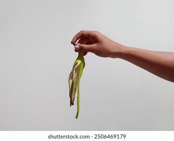 Male hand holding banana peel isolated on white background with clipping path. Food, health and compost concept