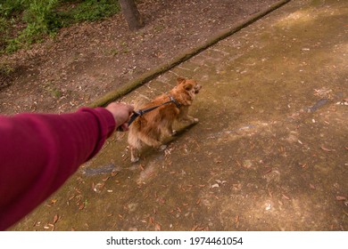 Male Hand Holding Dog Leash While Walking