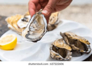 Male hand holding oysters on a plastic plate near the sea