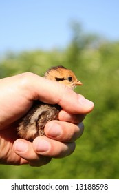 Male Hand Holding A Pheasant Chick