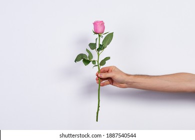 Male hand holding a pink rose on white background. - Powered by Shutterstock
