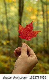 Male Hand Holding A Red Maple Leave In The Forest