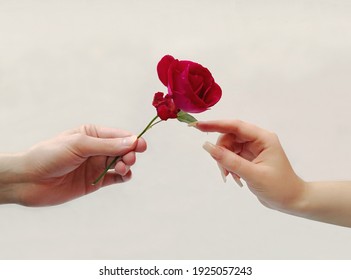 female hand holding flower