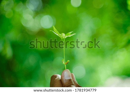 Similar – Image, Stock Photo Dirty boy hands holding small young herbal sprout plant