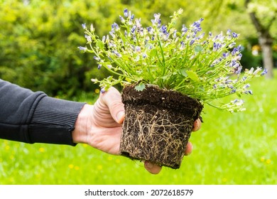 a male  hand holds an flower trunk with a clod of earth and a root system on a Blurred  background. transplanting indoor plants. place to insert text. Preparation for  repotting room plant.