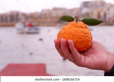 Male Hand Holds A One Big Mature Tangerine. Variety - Gold Nugget Easy Peelers From A Local Farmers. Pop-up Mobile Market In Marsascala, Malta