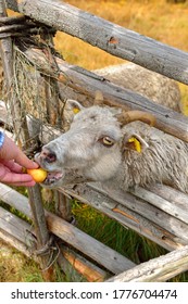 Male Hand Holds Out Yellow Apple To Sheep. Aland Islands. Focus On Sheep's Eye