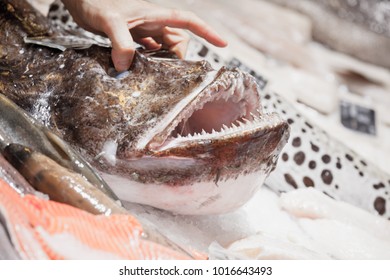 Male Hand Lifting Up Angler Fish O In A Seafood Shop, Close-up Photo With Selective Focus