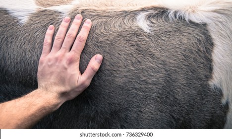 Male Hand Petting A Cow.