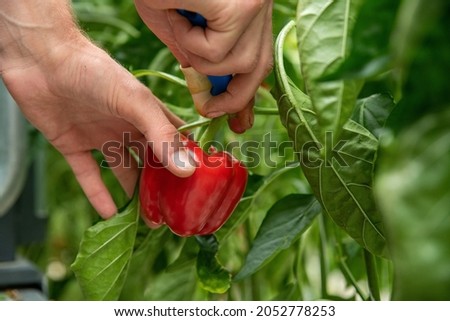 Male hand picking ripe red bell pepper in a greenhouse